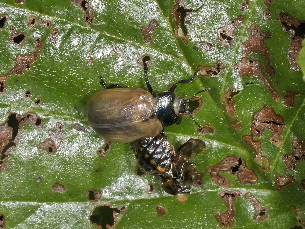 Linaeidea aenea - (Chrysomelidae) - Cambio di abito